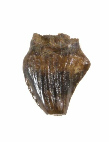 Thescelosaurus Tooth - Montana #40774